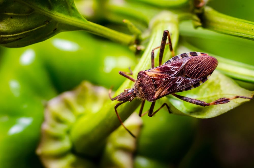Western Conifer Seed Bug