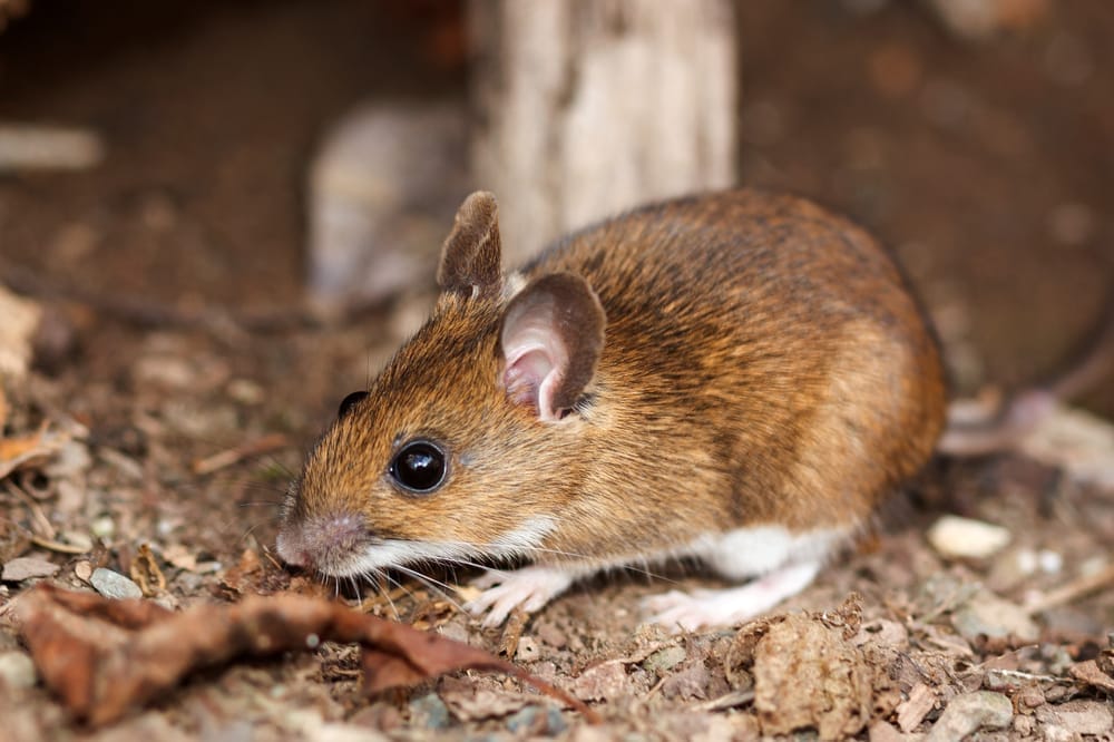 White Footed Mouse