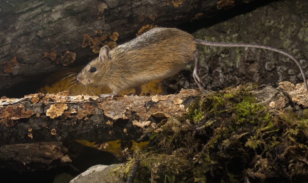 Woodland Mouse