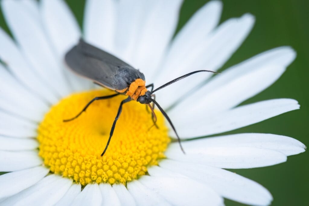 Yellow Collared Scape Moth
