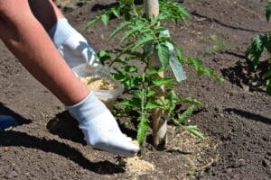 Providing Fertilizer for Tomatoes
