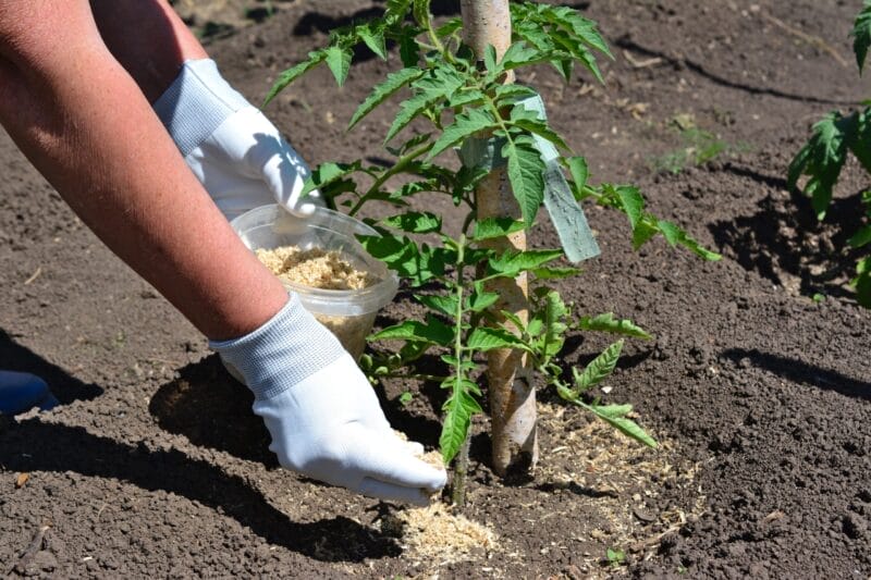 Providing Fertilizer for Tomatoes