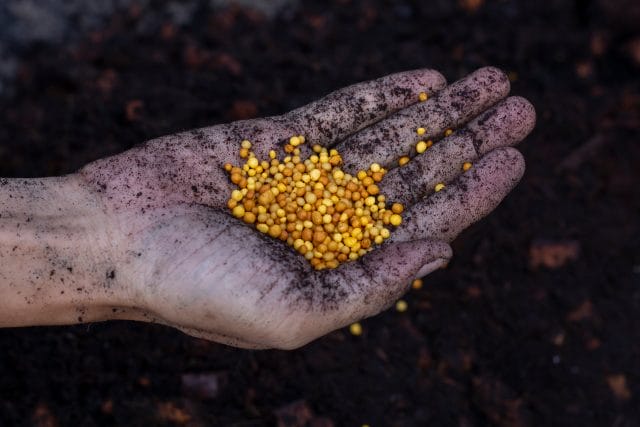 Slow-Release Fertilizer for Tomatoes