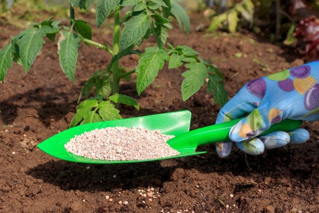 Specialized Tomato Fertilizer