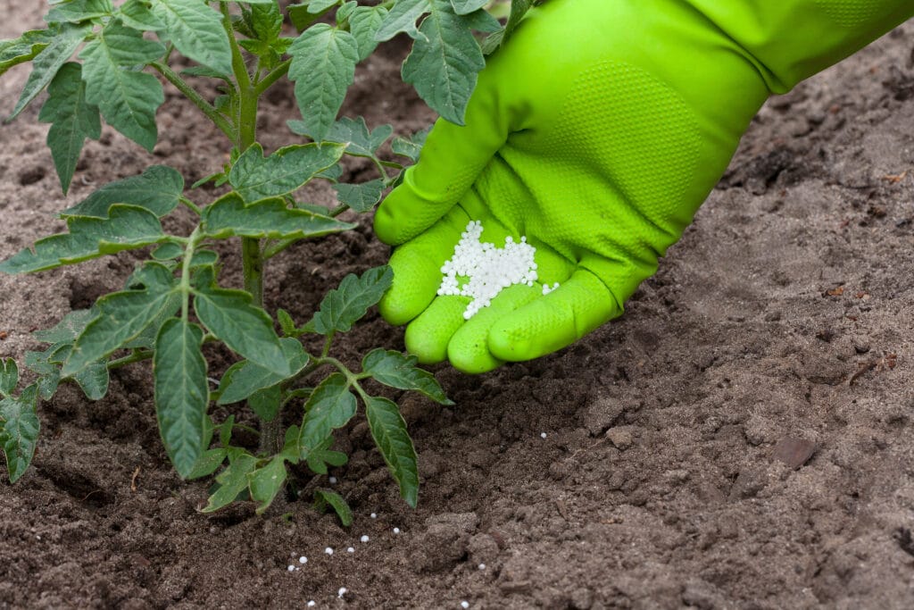 tomato fertilizer